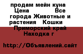 продам мейн куна › Цена ­ 15 000 - Все города Животные и растения » Кошки   . Приморский край,Находка г.